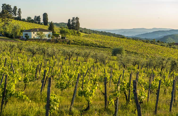 La truffe en Toscane